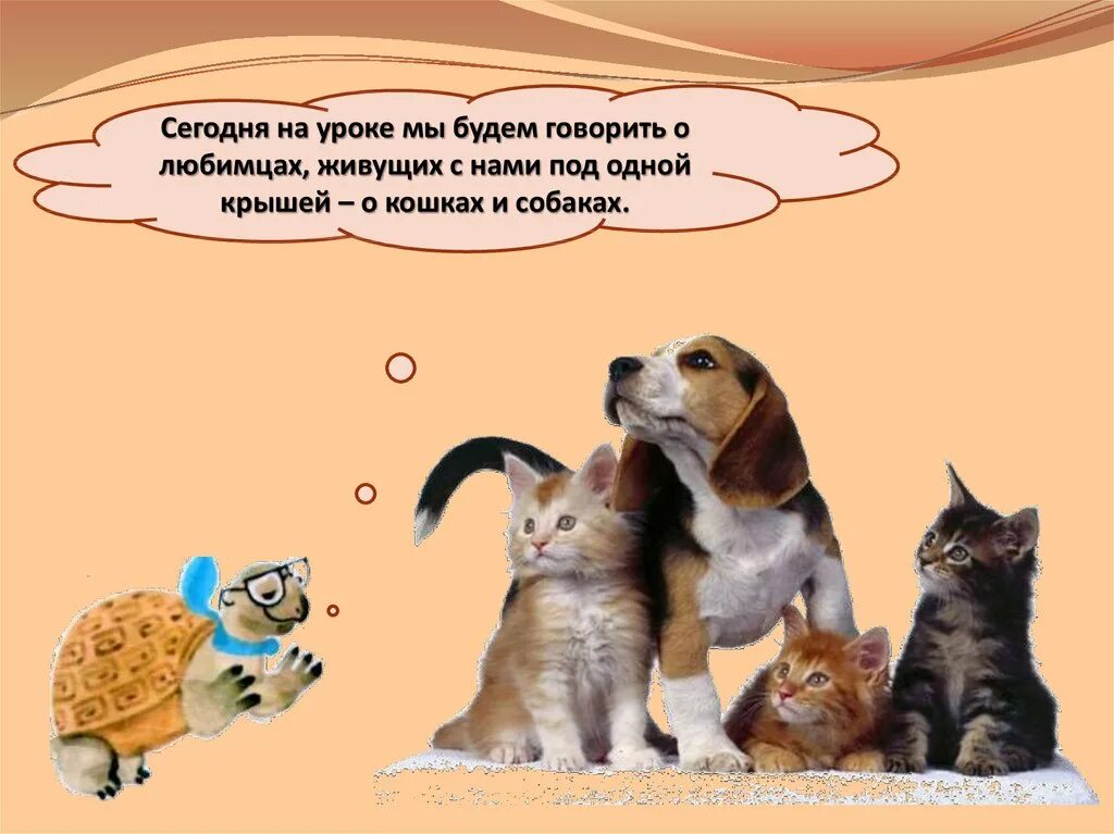 Про кошек и собак презентация окружающий. Почему мы любим кошек и собак. Беседа, кошки и собаки. Проект на тему кошка и собака друзья. Про кошек собак уроки.