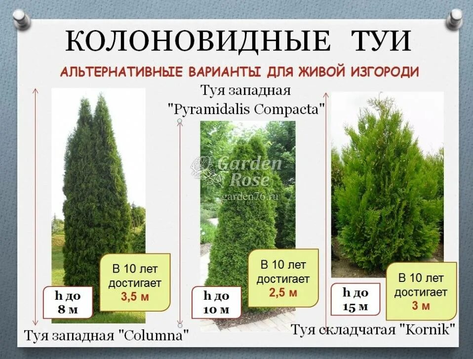 Сколько лет растет туя смарагд. Туя смарагд размер диаметр кроны. туя смарагд крона диаметр. туя западная смарагд диаметр кроны. годовой прирост туи смарагд.