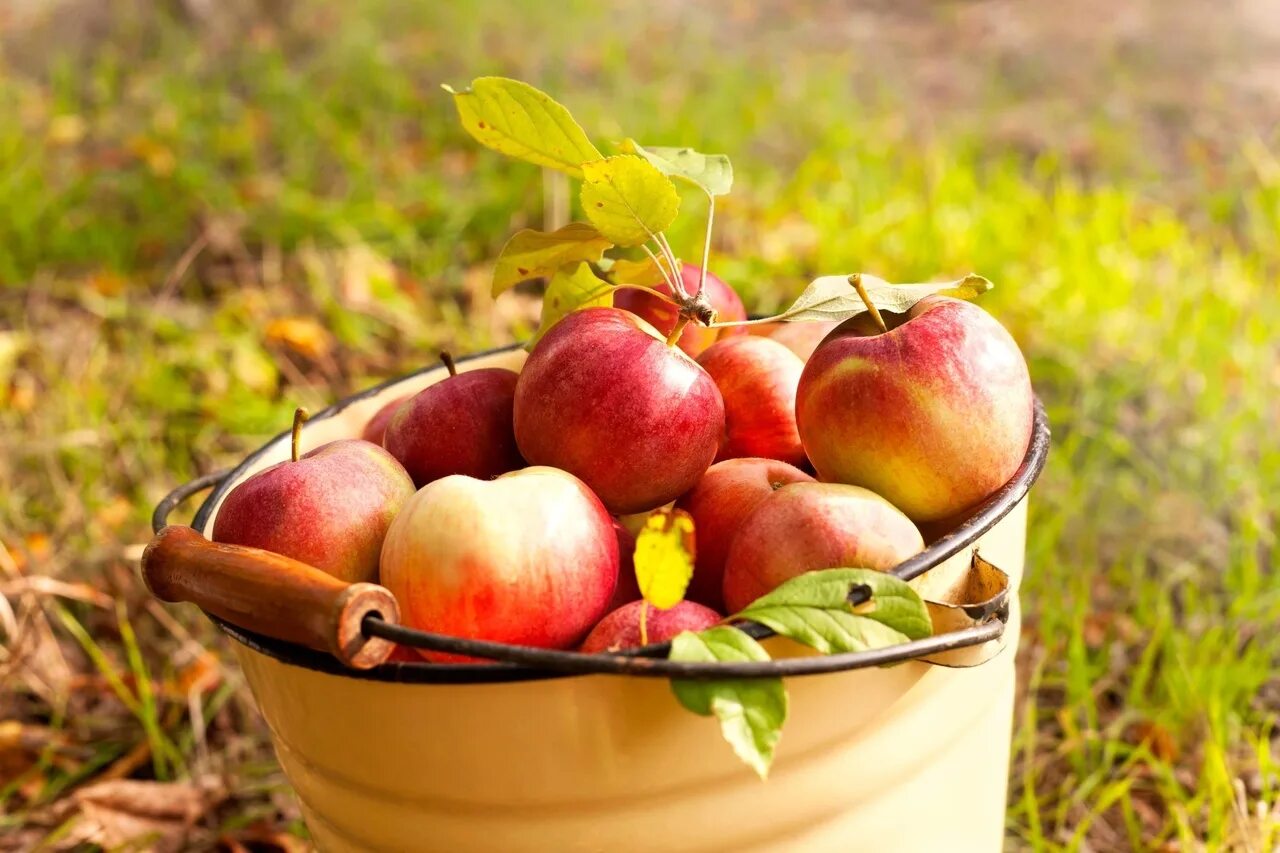В 2 вазах по 18 яблок. Ведро яблок. Яблоки в саду. Красивое яблоко. Осенние яблоки.