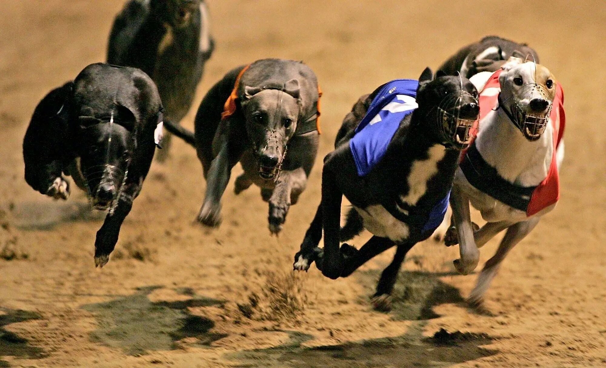 Собаки бегуны. Грейхаунд бега курсинг. Собачьи бега Albion Park. Собачьи гонки в Британии. Ставки на собачьи бега.