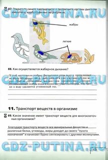Конспект по биологии дыхание животных 8 класс