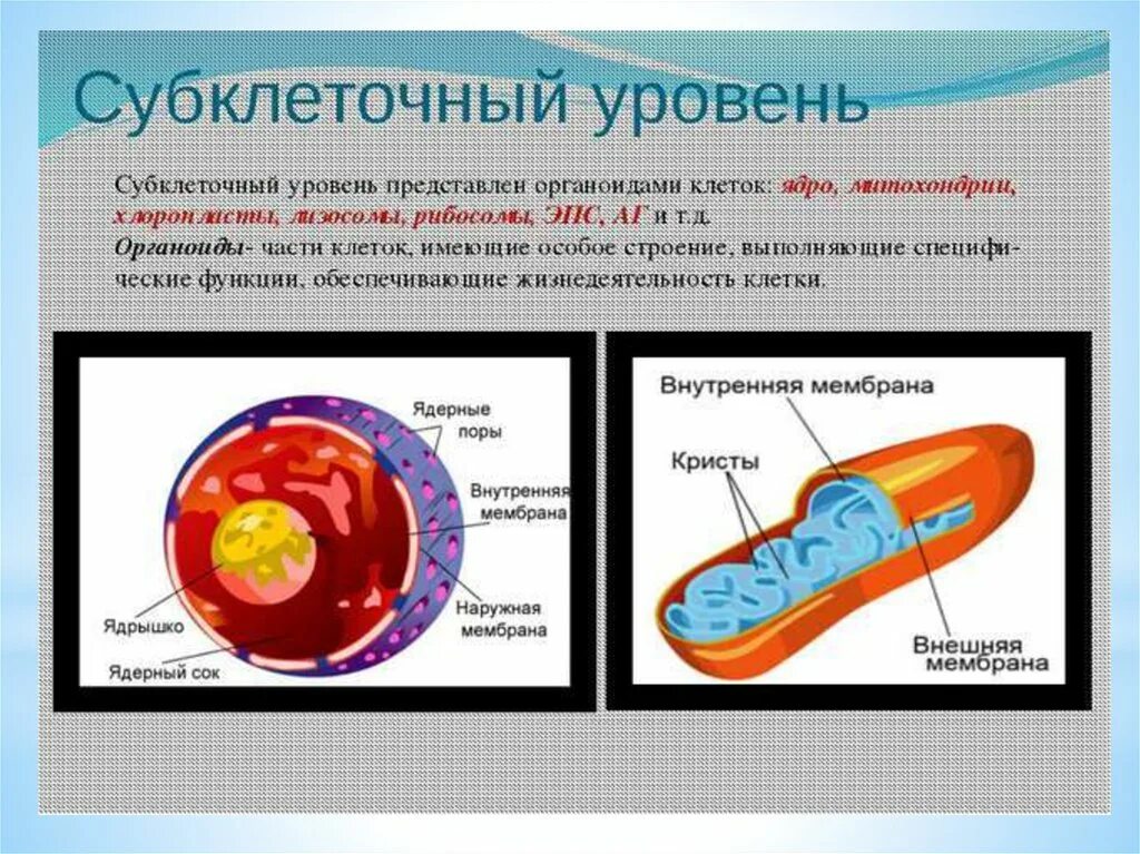 Субклеточный уровень. Субклеточный уровень организации жизни. Клеточный и субклеточный уровни. Клеточный и субклеточный уровень организации функций. Органоиды клетки ядро функции