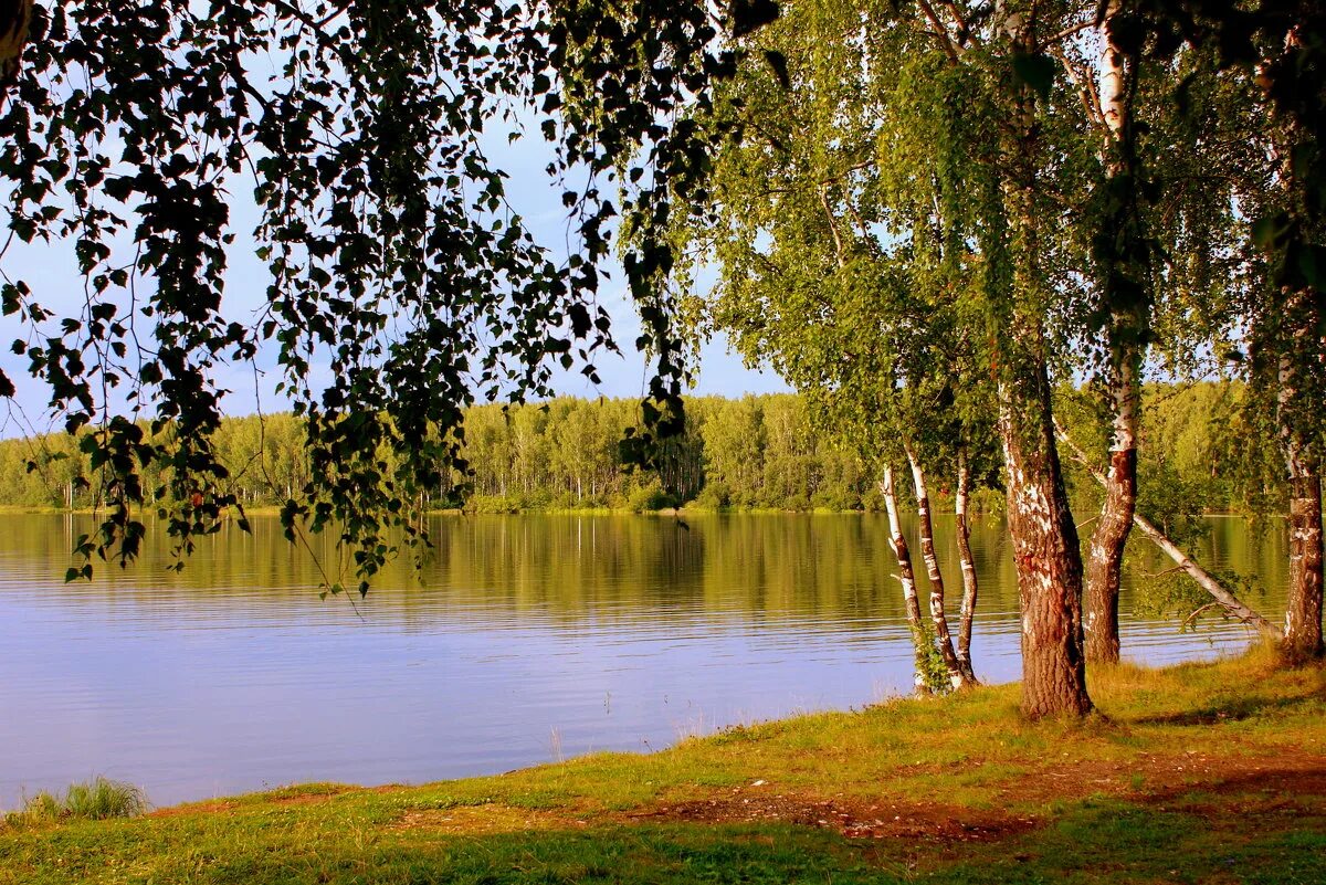 Пушгоры береза. Храм озера березка россия. Мне милей всего березы. Мне милей всего березы. Осенняя береза у реки.