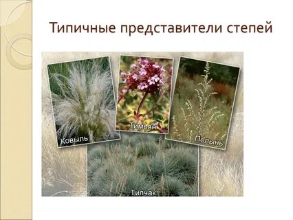Типичные представители растительного