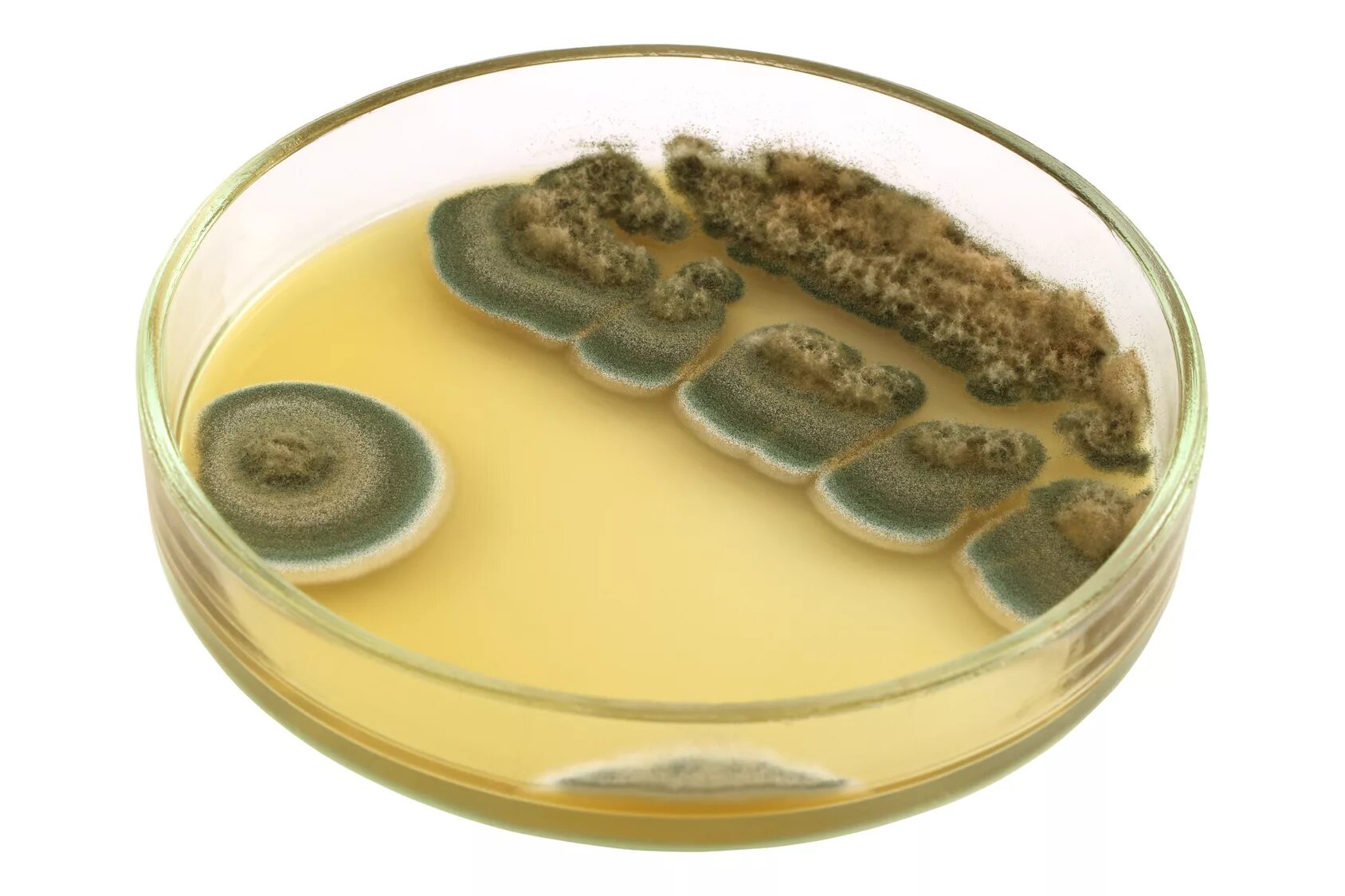 Penicillium notatum пенициллин. Пеницилл в чашке Петри. Пенициллин в чашке Петри. Плесневые грибы в чашке Петри. Плесневые грибы и антибиотики