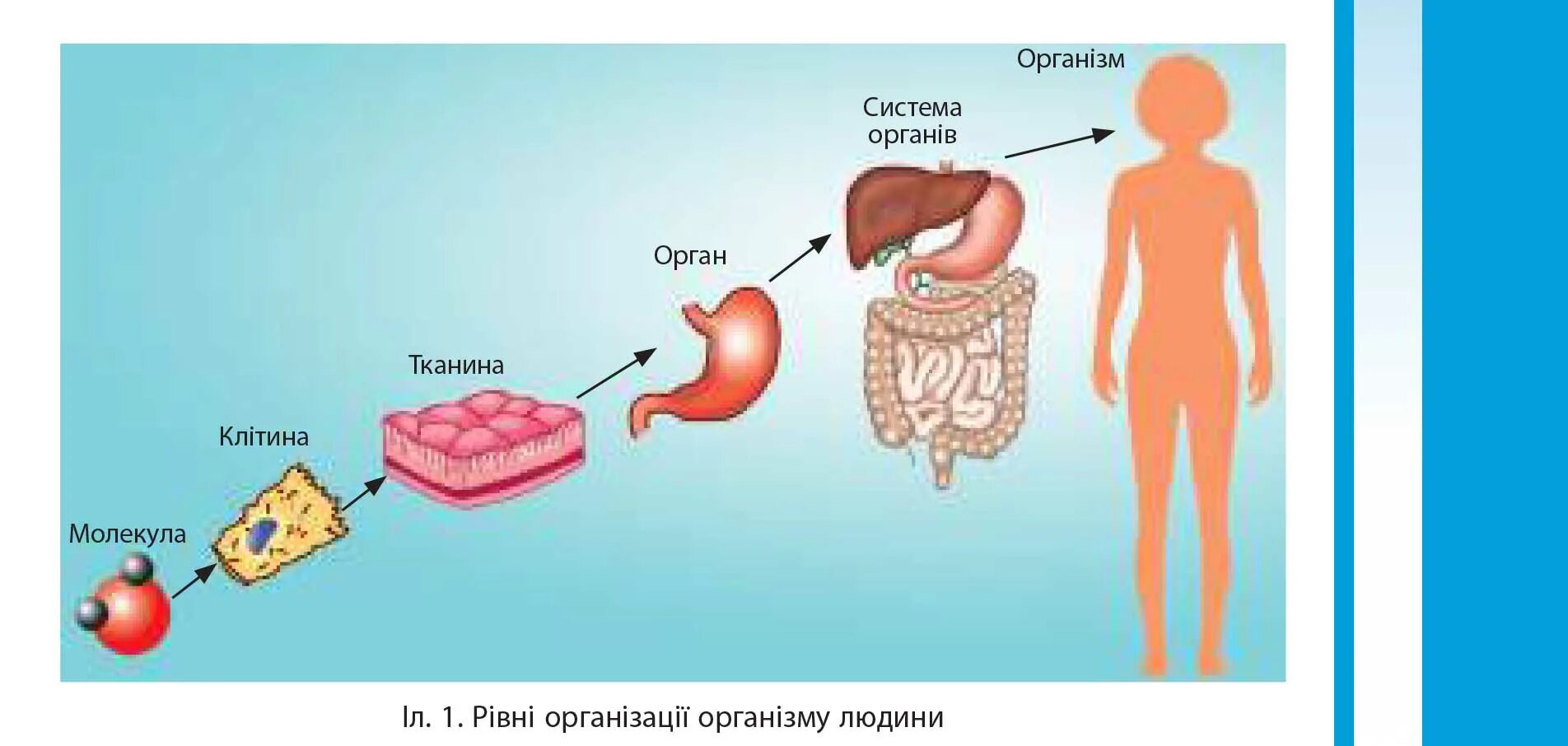Уровни организации человеческого организма. Клетка уровни организации организма человека. Уровни организации организма схема. Уровни организации человека. Уровень организации тела