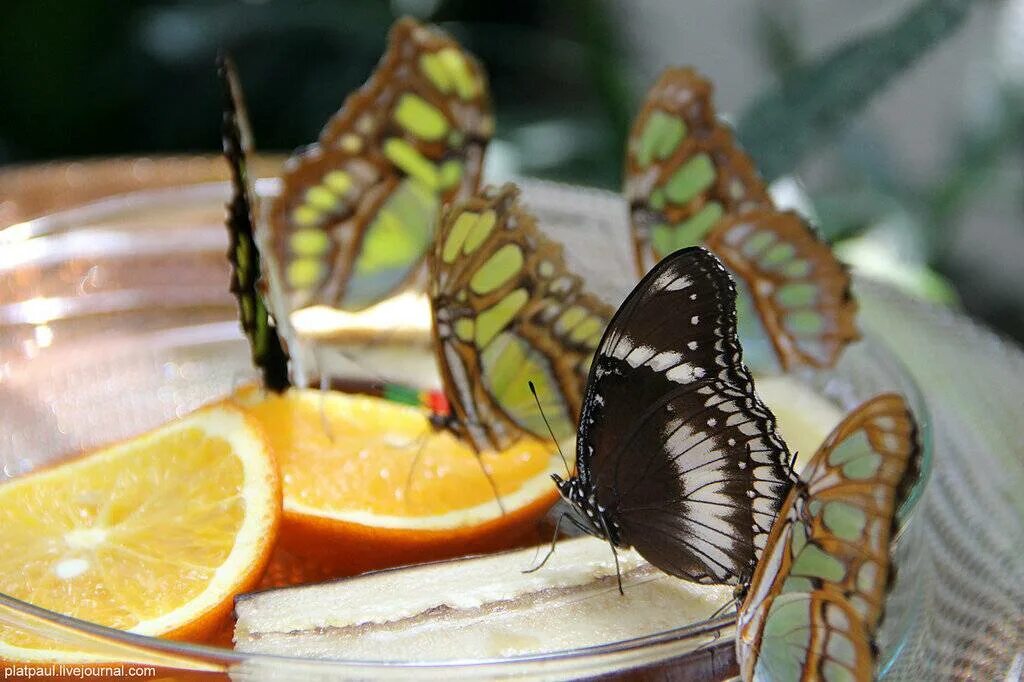 Остров Майнау дом бабочек. Питание бабочек в домашних условиях. Дом бабочек Пярну. Дом бабочек вине. Чем кормить бабочку в домашних условиях
