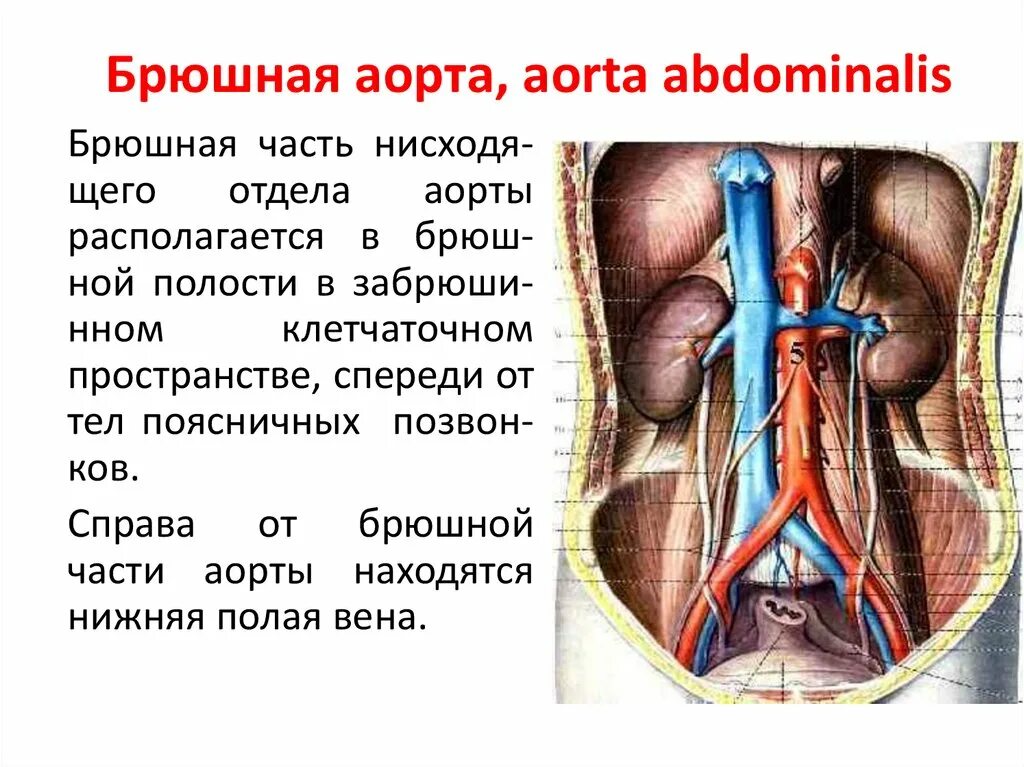 Расположение брюшной аорты у человека фото Файл:Поясничные артерии.jpg Википедия