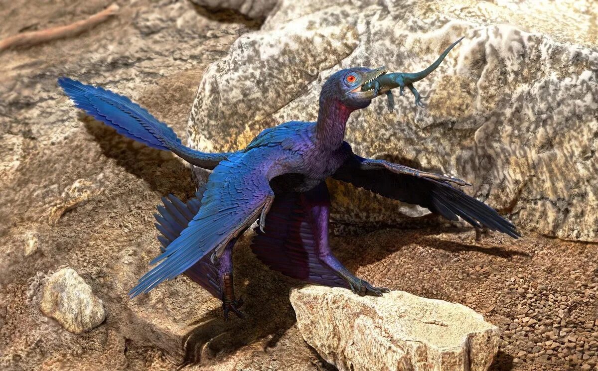 Микрораптор. Микрораптор динозавр. microraptor zhaoianus. vbrhj hfgnjh.