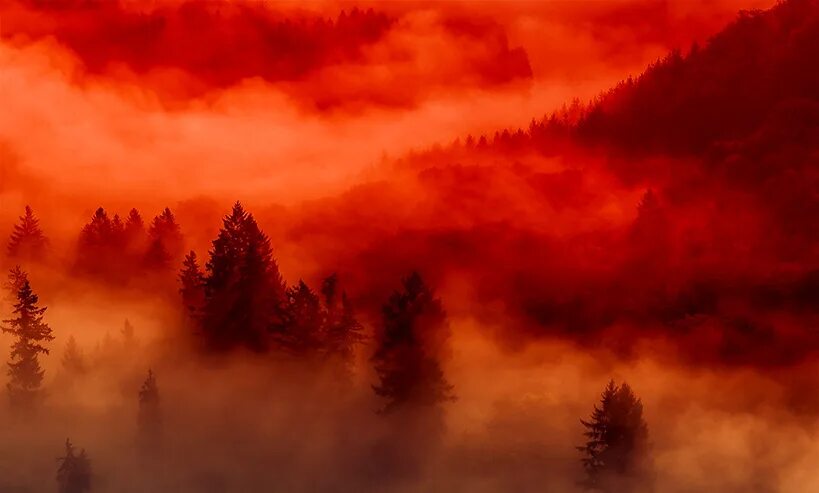 Красный пилигрим. Красный туман. Кровавый туман. Багровый туман. Красный лес в тумане.