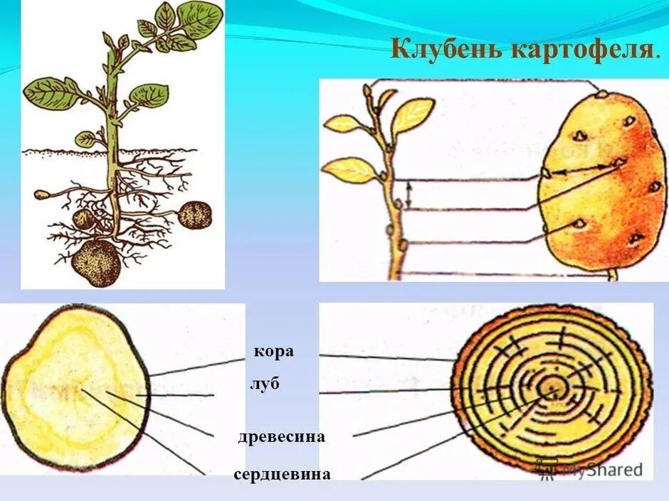 Клубень картофеля это видоизмененный побег. Клубень картофеля и его части биология 6. Внешнее строение клубня картофеля. Строение клубня картофеля биология 6.