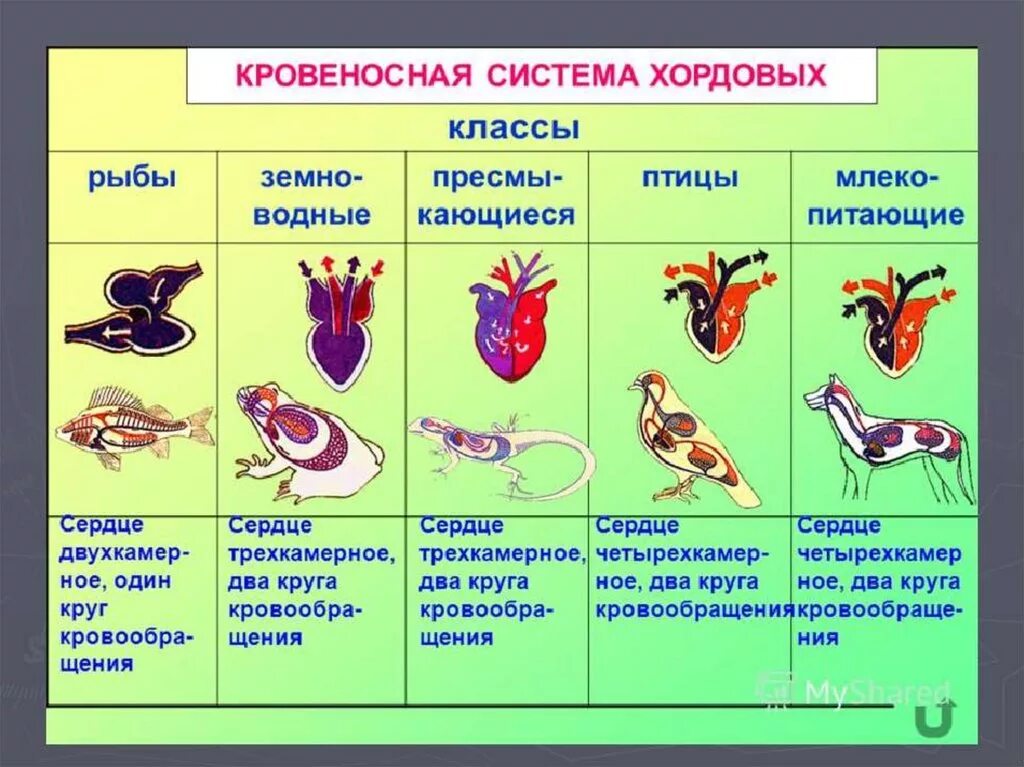 Филогенез позвоночных. Схемы кровеносносной системы позвоночных. Эволюция кровеносной системы позвоночных таблица. Строение кровеносной системы позвоночных животных 6 класс. Эволюция кровеносной системы позвоночных животных.