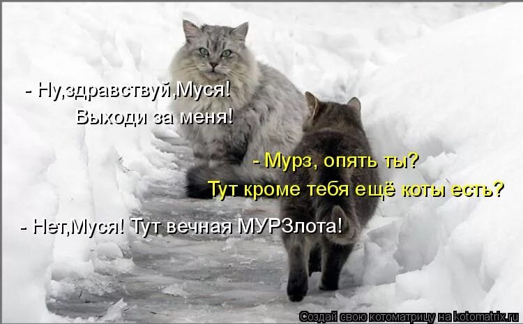 Просто муся. Я вернулся Здравствуй Мура. Муся. Кошка Муся. Ну здрасти я вас обнимаю.