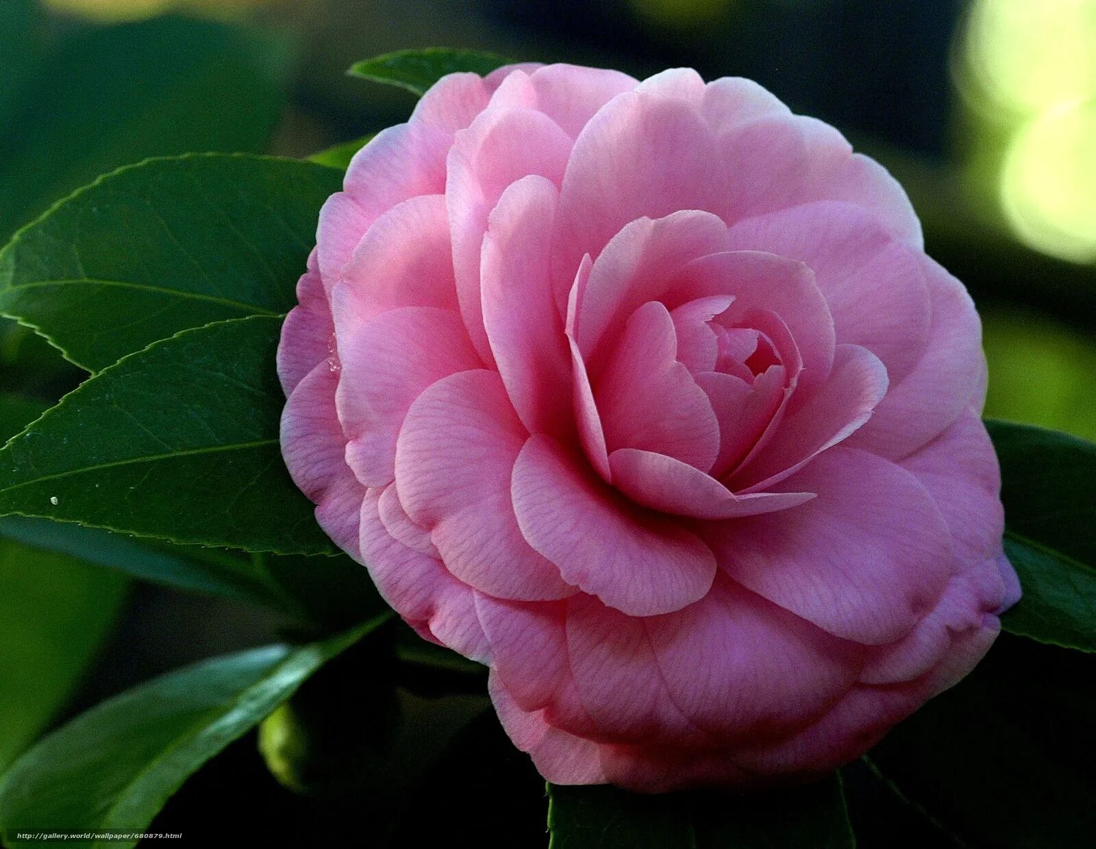 Жизнь похож на цветок. Камелия Японика цветок. Камелия japonica Pink. Камелия махровая.