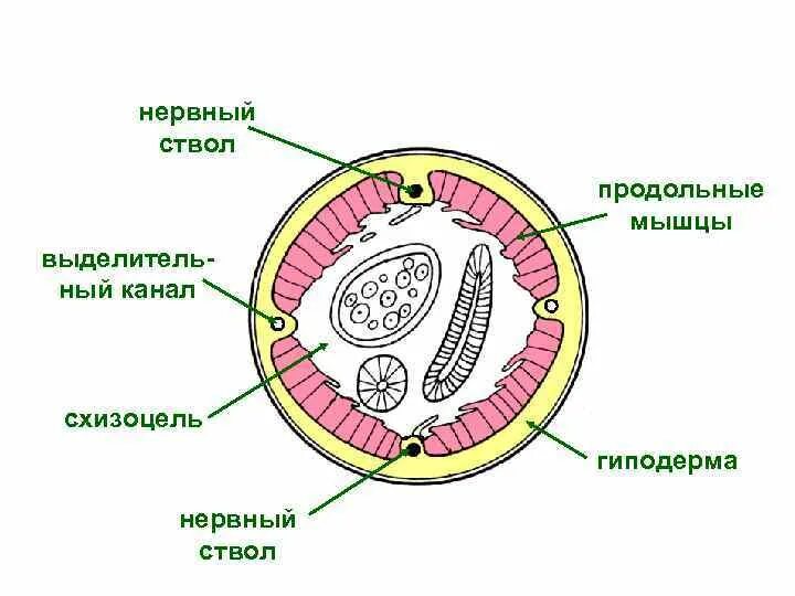 Червей стволы. Кутикула нематод гистология. Нервный ствол круглых червей. Строение нерва эпиневрий периневрий эндоневрий гистология. Валик гиподермы круглых червей.