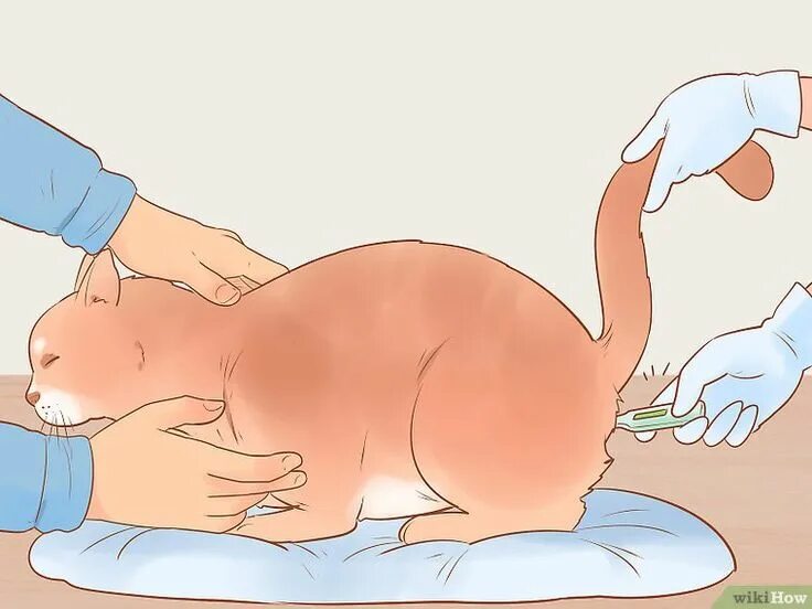 Ставить свечку животным. Укол внутримышечно кош. Измерение температуры у собак. Ставить свечку животным. Поставленная церковная свечка.