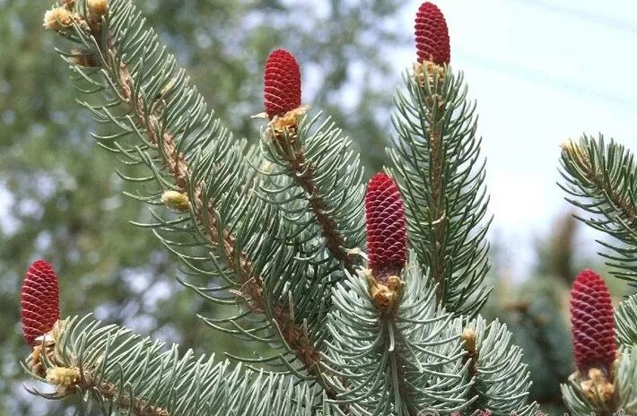 Еловые шишки на зелëном фоне. Мегастробилы пихты сибирской. Ель сибирская микростробилы. Picea abies kamon. Ель финская picea fennica.