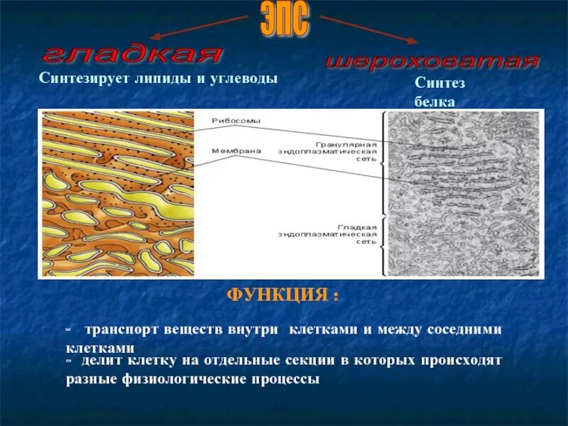 Эпс участвует в синтезе белков. Синтез белков и липидов.