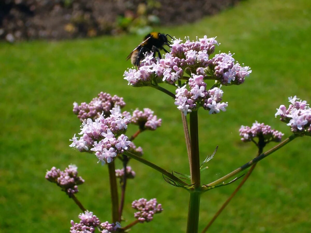 Валериана двудомная. Валериана. Валериана бузинолистная. (valeriana officinalis). Валерьяна фото.