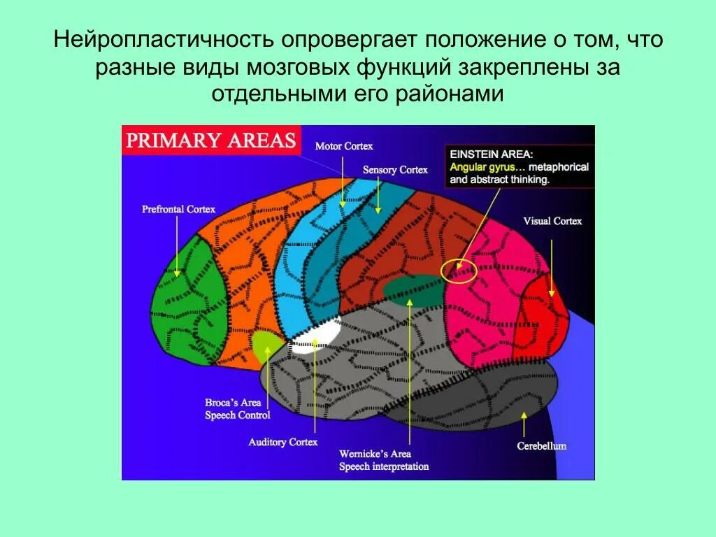 Нейропластичность мозга. Механизмы нейропластичности мозга. Виды нейропластичности. Принципы нейропластичности. Ковид мозговой туман