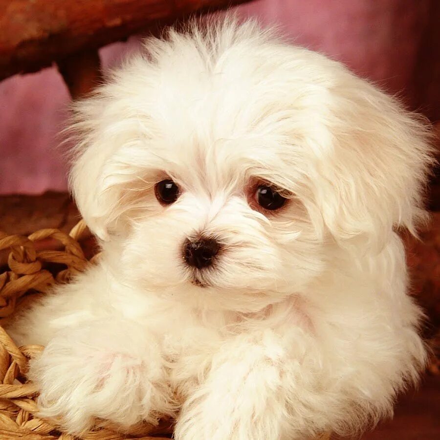 Карликовый пудель тикап. Шпиц померанский карликовый стриженный. Мальтипу f2. Мальтийская болонка харт. Мальтипу тедди.