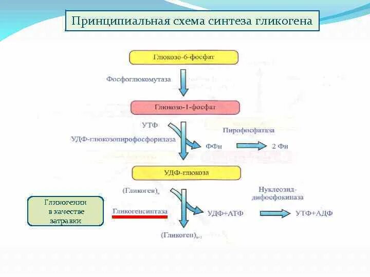 Поджелудочная железа синтез гликогена. Общую схему синтеза жиров из углеводов. Схема первого искусственного синтеза углеводов. Поджелудочная железа схема Синтез гликогена. Биосинтез обмен углеводов.