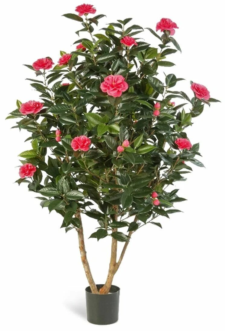 Pin by Sharon Morgan on Container gardening... Azalea flower, Azaleas, Trees to 