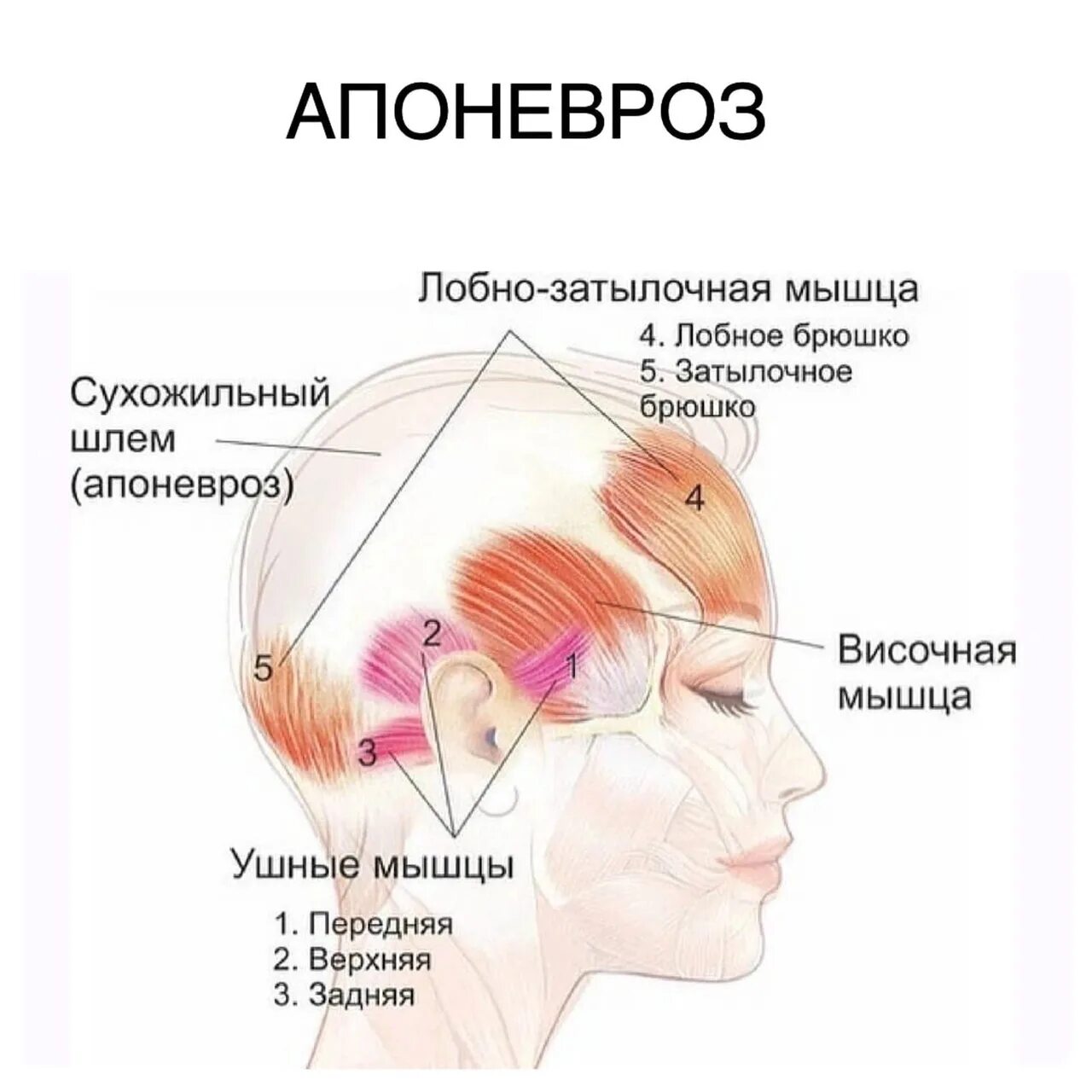 Надчерепной апоневроз сухожильный шлем. Массаж сухожильного шлема головы. Сухожильный апоневроз черепа. Массаж сухожильного шлема головы для омоложения лица.