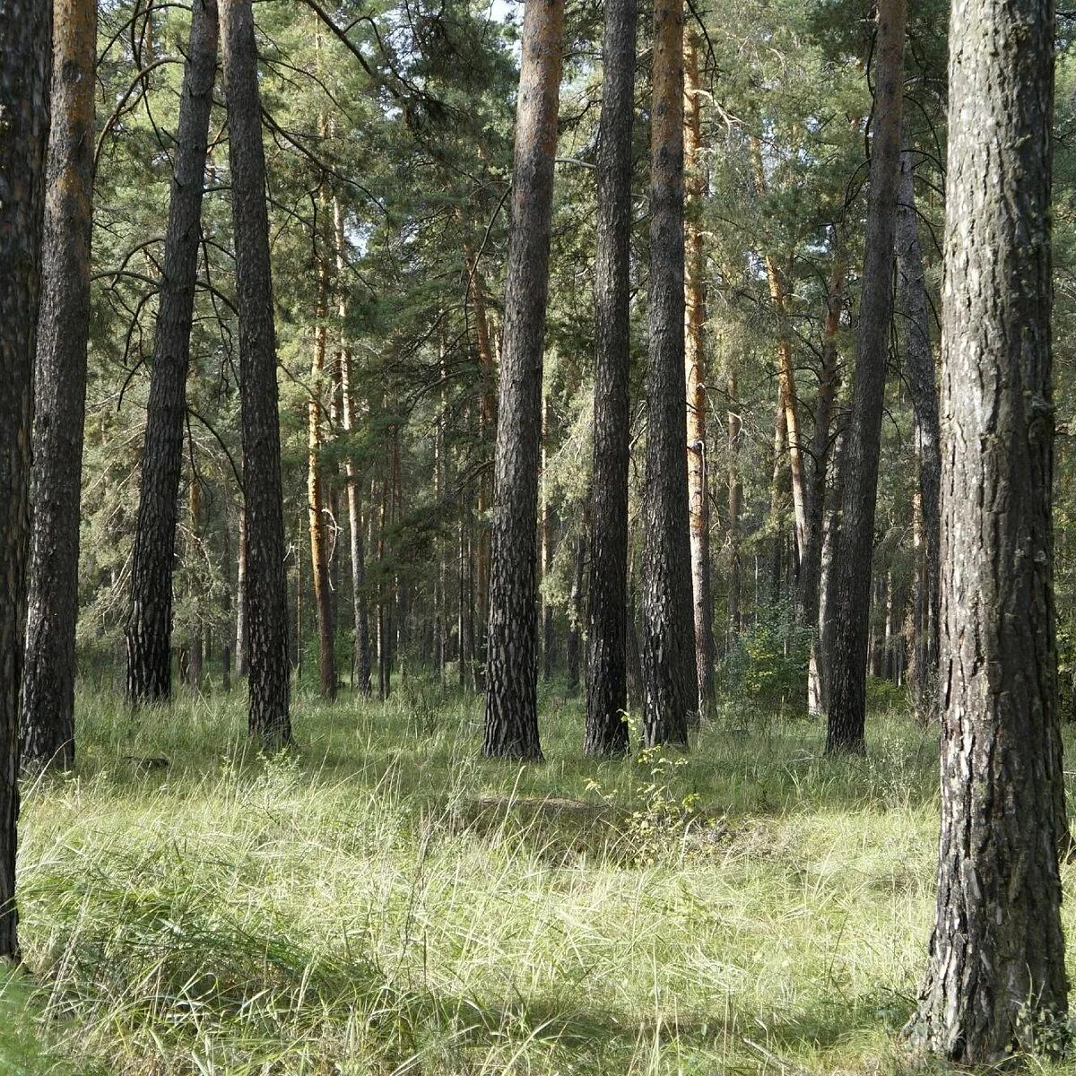 Санаторий сосны бузулукский бор. Бузулукский бор сосна. Турбаза сосны бузулукский бор. Бузулукский бор сосна. Сосновый бор бузулук.