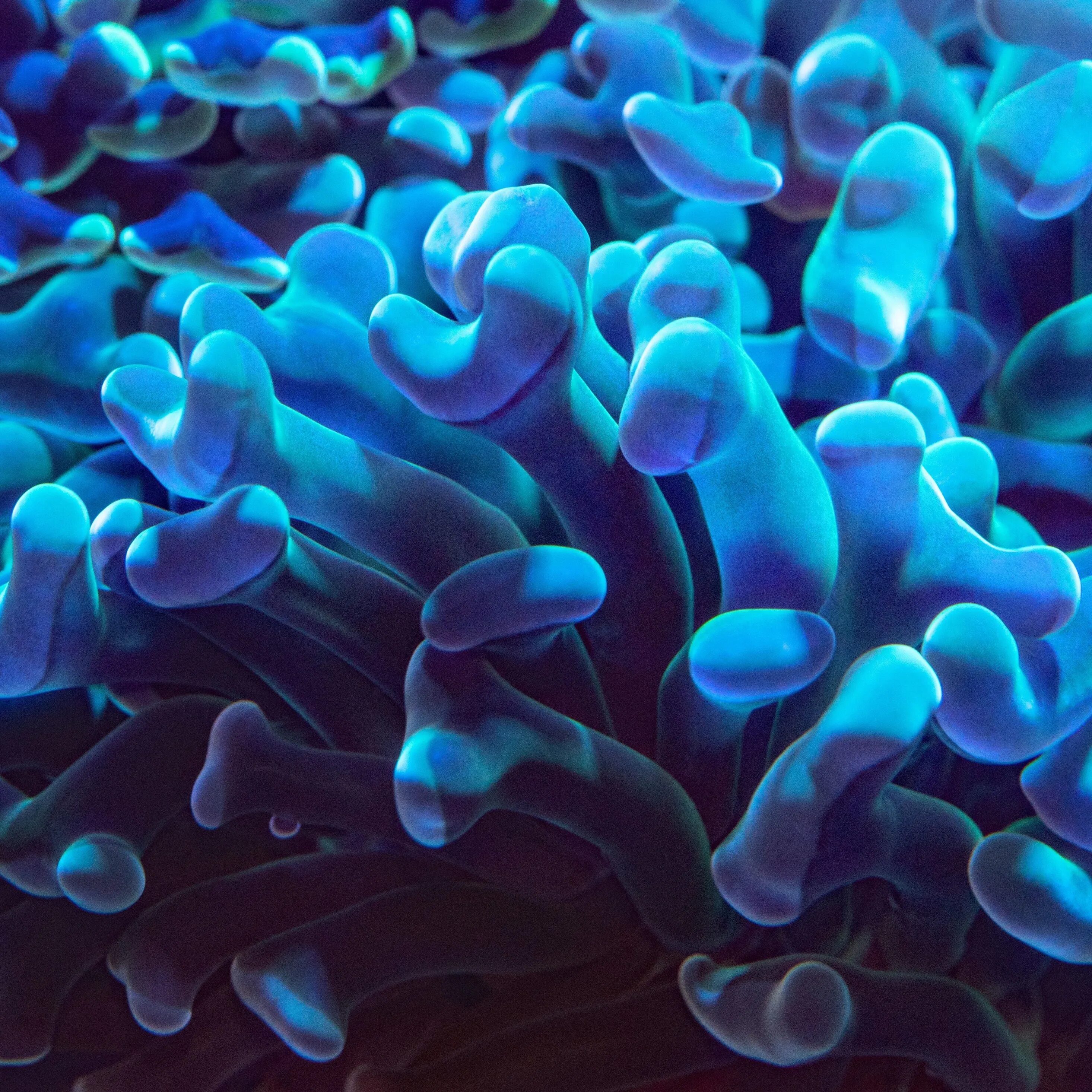 Синий коралл. Кораллы биолюминесценция. Цвет голубой коралл. Голубой коралл фото.
