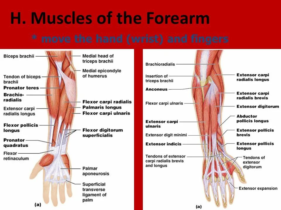 M extensor digitorum. Extensor palmaris longus. пронатор предплечья. extensor pollicis longus tendon. extensor digitorum communis.
