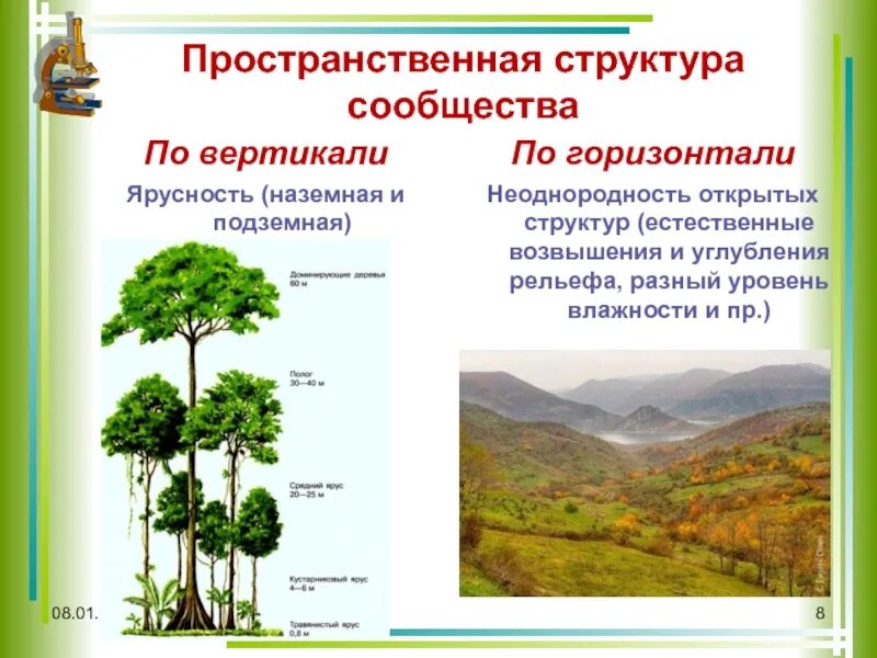 Презентация по биологии структура растительного сообщества. Пространственная структура биоценоза ярусность мозаичность. Пространственная структура ярусность. Горизонтальная структура биоценоза ярусность. Пространственная структура биоценоза ярусность.