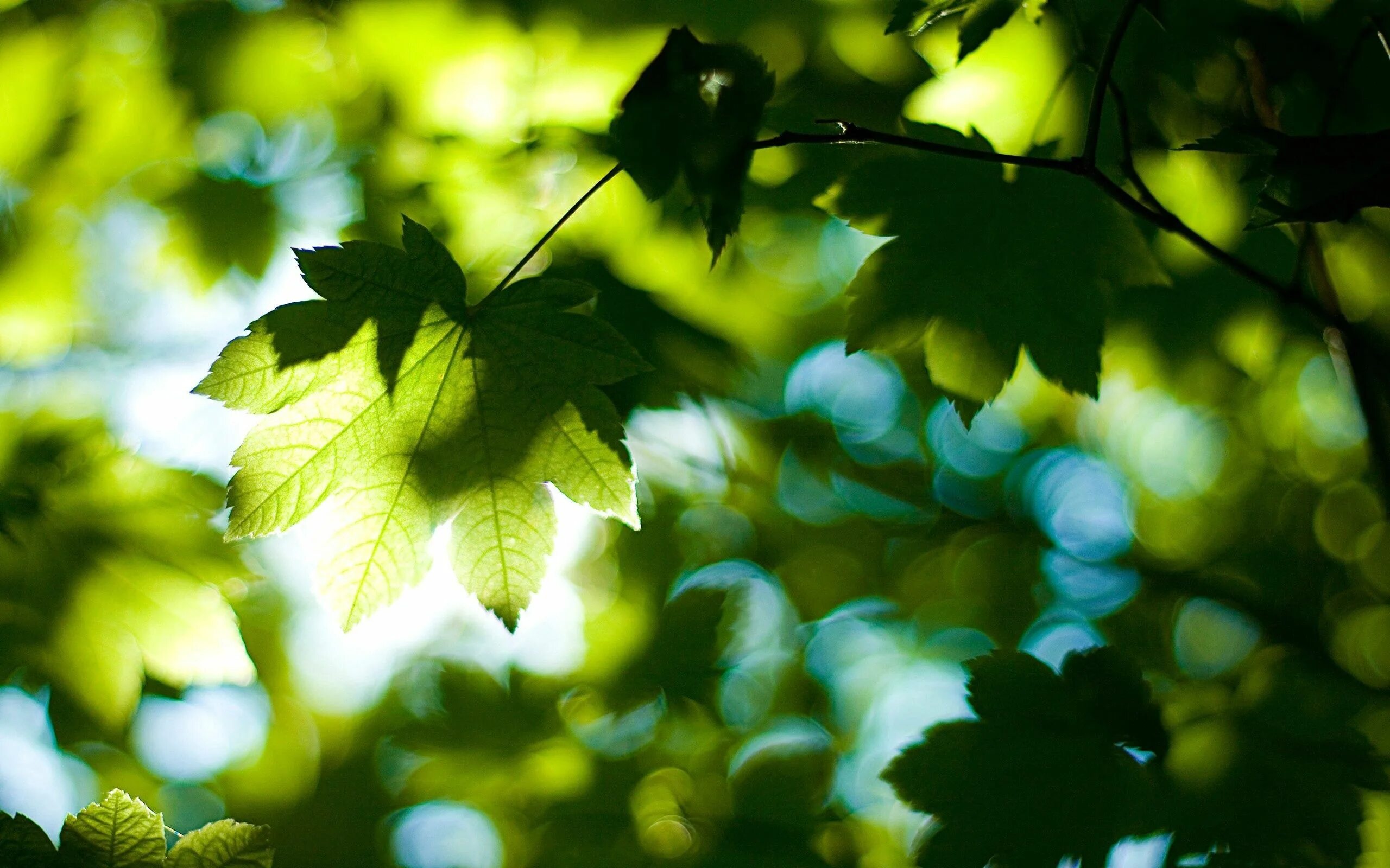 Leaves on the back. Листва. Красивые листья. Листья фон. Листва деревьев.