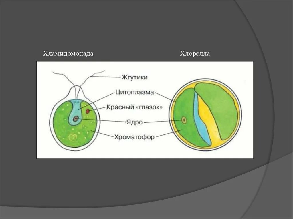 Хлорелла отличается. Хлорелла водоросль строение. Хлорелла строение рисунок. Строение клеток зеленых водорослей хлорелла. Строение одноклеточной водоросли хлореллы рисунок.