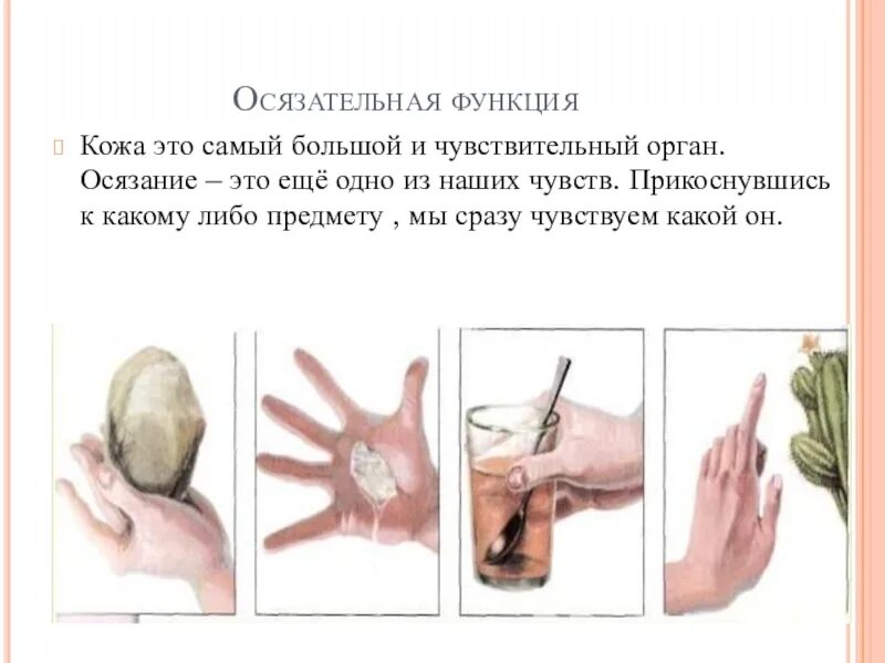 Функция осязания выполняют. Функции осязания. функции органа осязания. осязательная функция кожи. орган осязания строение и функции.