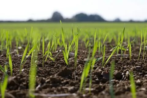 Crop production