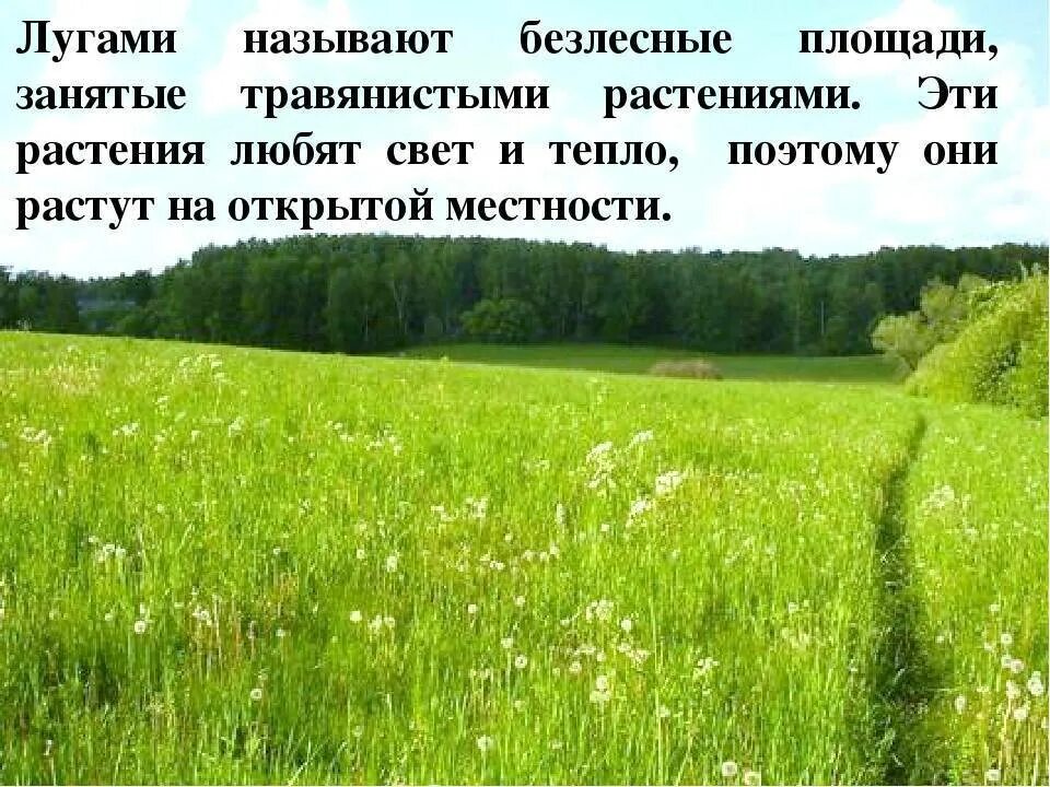 План луга окружающий мир 4 класс. Природное сообщество луг. луг окружающий мир. жизнь луга. луг презентация.