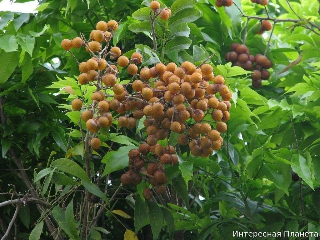 Сапиндус мукоросси. Дерево сапиндус. Дерево сапиндус. Сапиндус друммонда. Мыльное дерево.