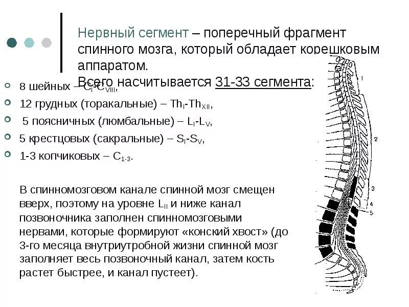 31 Сегмент спинного мозга. Сегменты спинного мозга формирующие. Сегменты нервных Корешков. 8 Шейный сегмент спинного мозга.