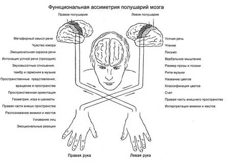 Рефлексы полушарий мозга человека
