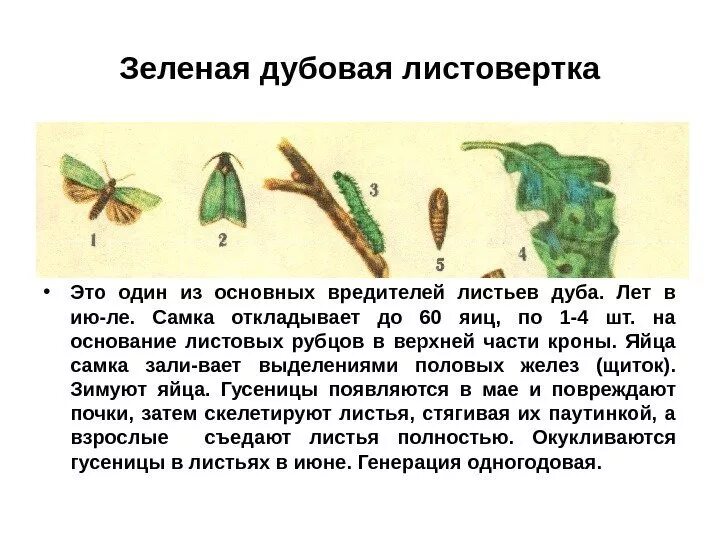 Защищает лист от повреждений. Личинка зеленой дубовой листовертки. зеленая дубовая листовертка повреждения. дубовая зеленая листовертка куколка. хвое и листогрызущие вредители.