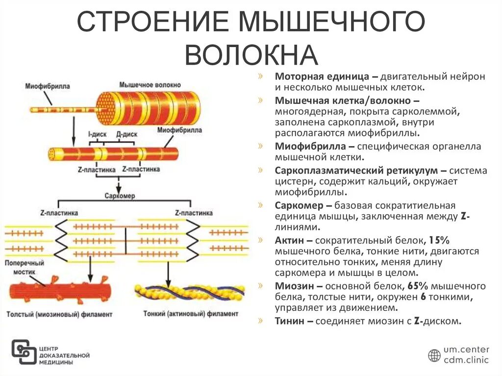 Мышечное волокно это. Строение мышцы и мышечного волокна. Структура мышечного волокна и миофибриллы. Основные структурные элементы мышечного волокна. Строение миофибриллы волокна.