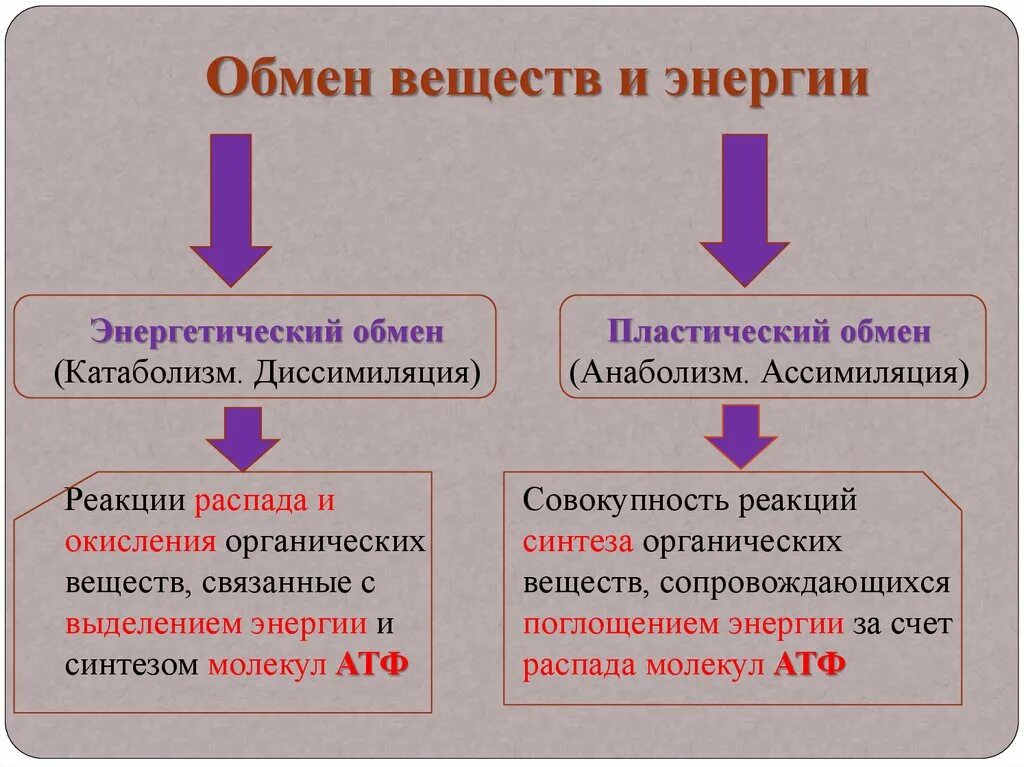 Энергетическим обменом является. Обмен веществ энергетический и пластический схема. Схема обмен веществ и энергии пластический и энергетический обмен. Пластический обмен 2) энергетический обмен. Реакции метаболизма обмена веществ таблица.