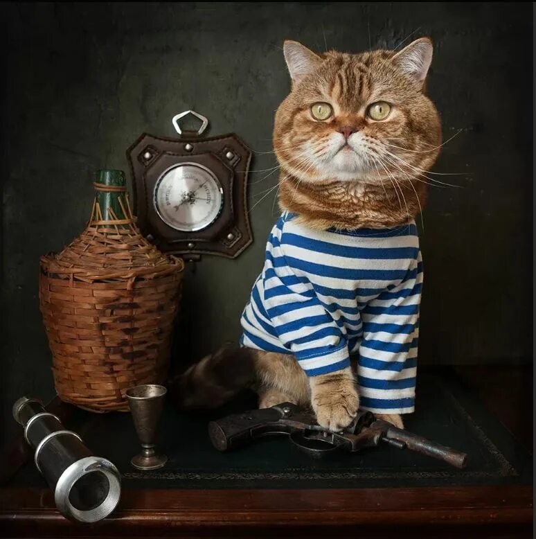 Корабельный кот. Кот матрос Мусоргский. Кот в тельняшке. Кот моряк. Кошка в тельняшке.