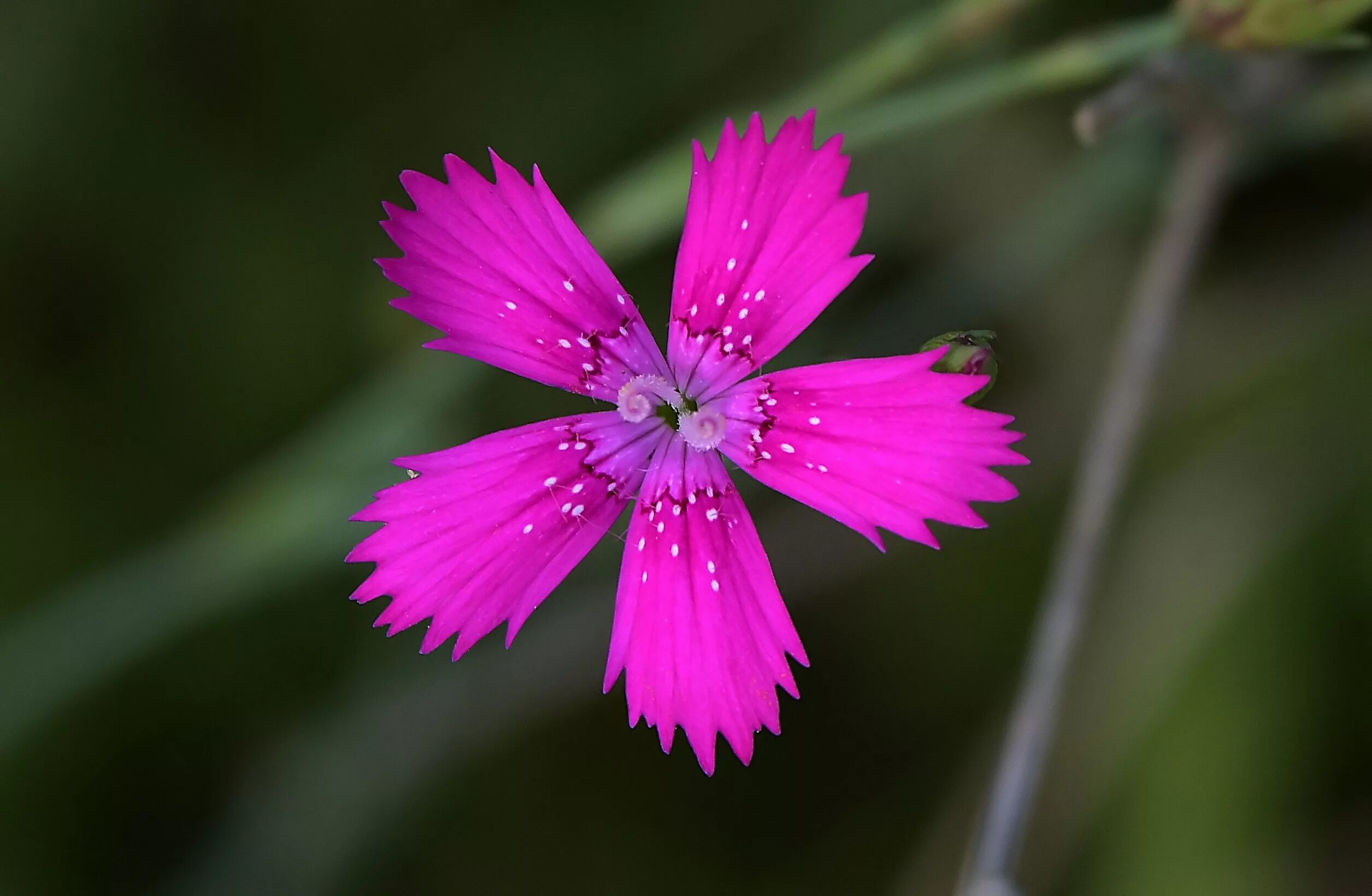 У дикой гвоздики 5 лепестков. Dianthus versicolor Fisch.- Гвоздика разноцветная. Dianthus caryophyllus. Индийская гвоздика Dianthus. Гвоздика Полевая.