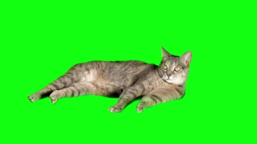 Кот хромакей видео. Кошка на зеленом фоне. коты на зелёном фоне. кошка на хромакее. кот на зелёном фоне лежит.