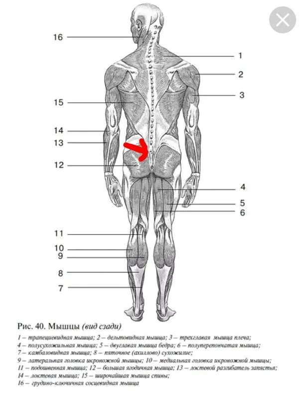 Мышцы орган человека. Строение человека сзади органы. Организм человека схема сзади. Строение тела человека спереди. Мышцы тела человека вид спереди и сзади.