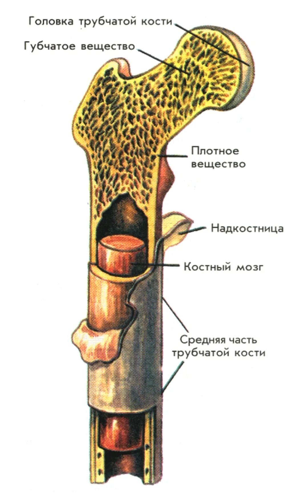 6 трубчатых костей. Строение трубчатой кости надкостница. Трубчатая кость строение рисунок. Строение длинной трубчатой кости анатомия. Внутреннее строение трубчатой кости.