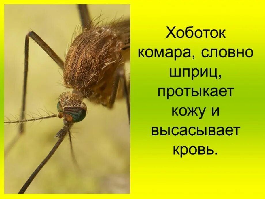 Площадь хоботка комара равна 7. Площадь хоботка комара равна 7. Строение комара anopheles самка имаго строение. Площадь хоботка комара равна 7. Давление при укусе комара.