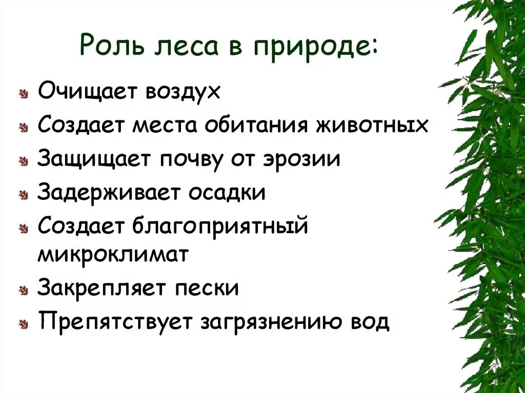 Роль леса в жизни человека. Ролт Леа в жизи челоека. Поль леса в жизни человека. Значение леса в природе и жизни человека.